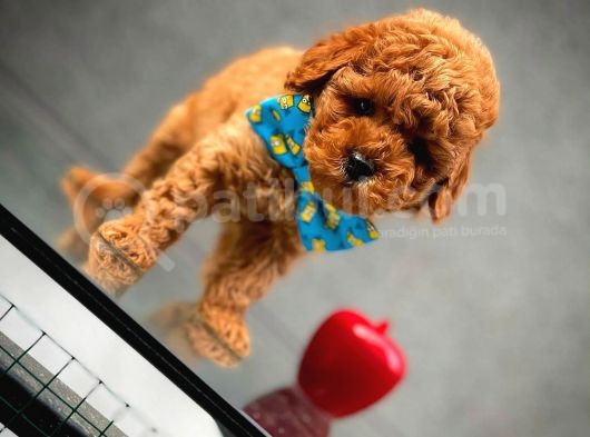 Toy Poodle Safkan Yavru Oğlumuz Çokonat görsel
