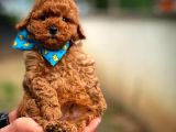 Toy Poodle Safkan Yavru Oğlumuz Çokonat