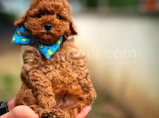 Toy Poodle Safkan Yavru Oğlumuz Çokonat görsel