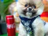 Ayı Surat Teddybear Pomeranian Boo Oğlumuz Tossy