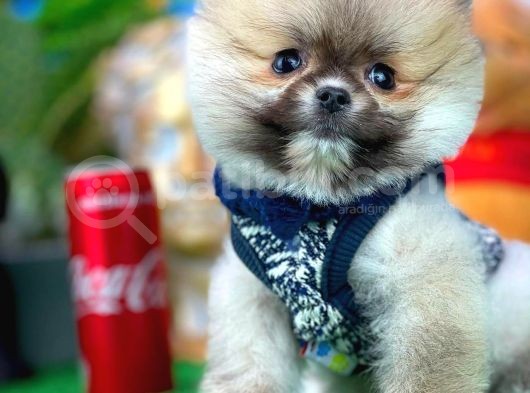 Ayı Surat Teddybear Pomeranian Boo Oğlumuz Tossy görsel