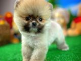 Ayı Surat Teddybear Pomeranian Boo Oğlumuz Tossy