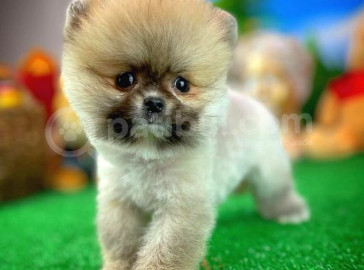 Ayı Surat Teddybear Pomeranian Boo Oğlumuz Tossy görsel