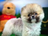 Ayı Surat Teddybear Pomeranian Boo Oğlumuz Tossy