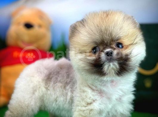 Ayı Surat Teddybear Pomeranian Boo Oğlumuz Tossy görsel