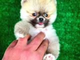 Ayı Surat Teddybear Pomeranian Boo Oğlumuz Tossy