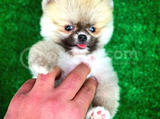 Ayı Surat Teddybear Pomeranian Boo Oğlumuz Tossy görsel