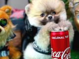 Ayı Surat Teddybear Pomeranian Boo Oğlumuz Tossy