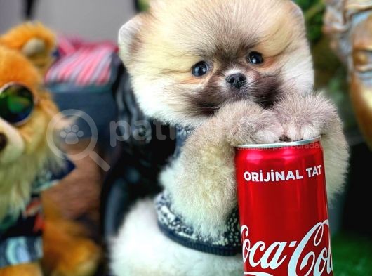 Ayı Surat Teddybear Pomeranian Boo Oğlumuz Tossy görsel