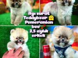 Ayı Surat Teddybear Pomeranian Boo Oğlumuz Tossy