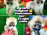 Ayı Surat Teddybear Pomeranian Boo Oğlumuz Tossy