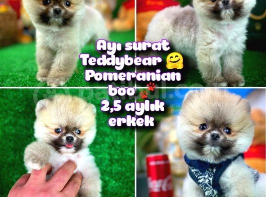 Ayı Surat Teddybear Pomeranian Boo Oğlumuz Tossy görsel