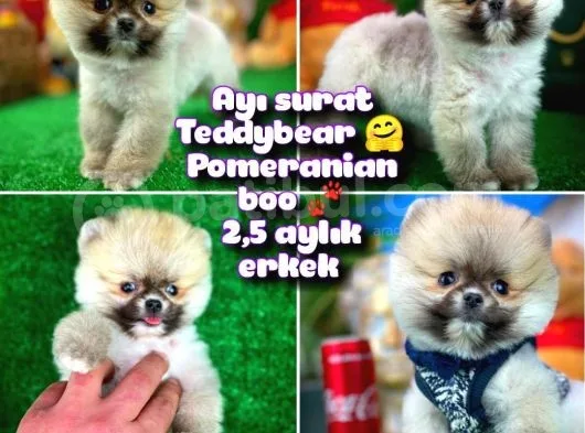 Ayı Surat Teddybear Pomeranian Boo Oğlumuz Tossy