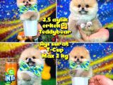 Safkan T-Cup Teddybear Ayı Surat Pomeranian Oğlumuz Ceviz