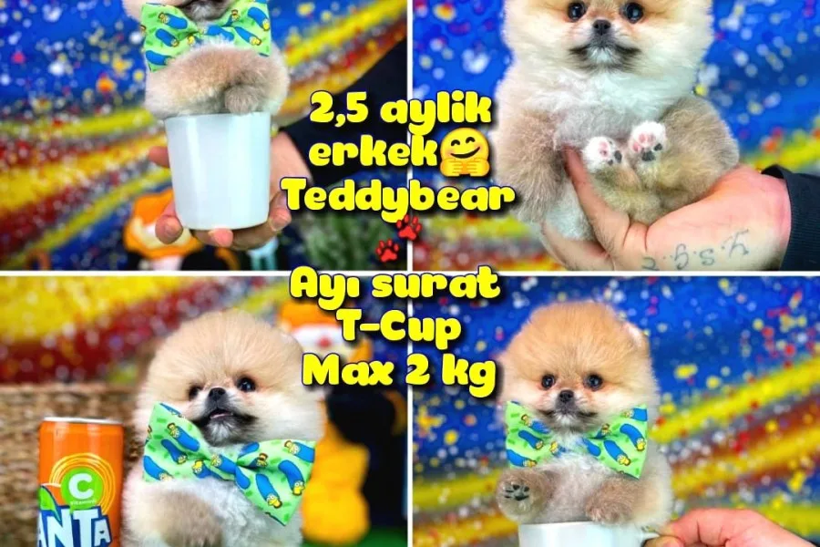 Safkan T-Cup Teddybear Ayı Surat Pomeranian oğlumuz Ceviz
