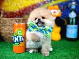 Safkan T-Cup Teddybear Ayı Surat Pomeranian Oğlumuz Ceviz