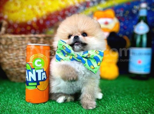 Safkan T-Cup Teddybear Ayı Surat Pomeranian Oğlumuz Ceviz görsel