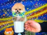 Safkan T-Cup Teddybear Ayı Surat Pomeranian Oğlumuz Ceviz