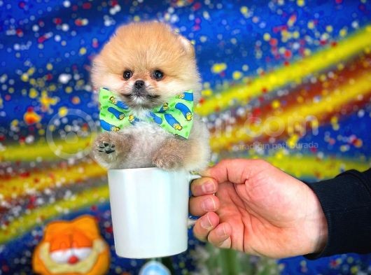 Safkan T-Cup Teddybear Ayı Surat Pomeranian Oğlumuz Ceviz görsel