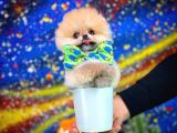 Safkan T-Cup Teddybear Ayı Surat Pomeranian Oğlumuz Ceviz