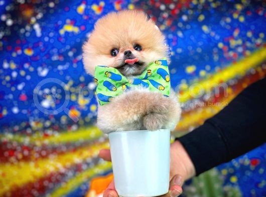Safkan T-Cup Teddybear Ayı Surat Pomeranian Oğlumuz Ceviz görsel