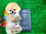 Safkan T-Cup Teddybear Ayı Surat Pomeranian Oğlumuz Ceviz