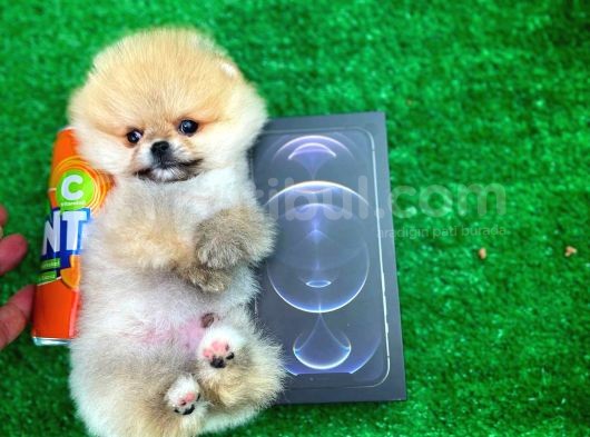 Safkan T-Cup Teddybear Ayı Surat Pomeranian Oğlumuz Ceviz görsel