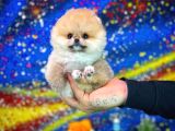 Safkan T-Cup Teddybear Ayı Surat Pomeranian Oğlumuz Ceviz