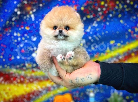 Safkan T-Cup Teddybear Ayı Surat Pomeranian Oğlumuz Ceviz görsel