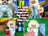 Safkan T-cup Teddybear Ayı Surat Pomeranian Oğlumuz Paku