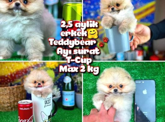 Safkan T-Cup Teddybear Ayı Surat Pomeranian Oğlumuz Paku görsel