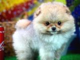 Safkan T-Cup Teddybear Ayı Surat Pomeranian Oğlumuz Paku