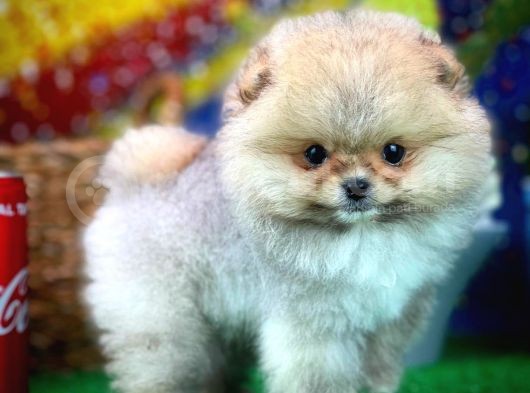 Safkan T-Cup Teddybear Ayı Surat Pomeranian Oğlumuz Paku görsel