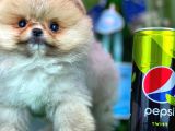Safkan T-Cup Teddybear Ayı Surat Pomeranian Oğlumuz Paku