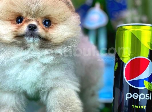 Safkan T-Cup Teddybear Ayı Surat Pomeranian Oğlumuz Paku görsel