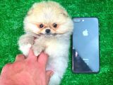Safkan T-Cup Teddybear Ayı Surat Pomeranian Oğlumuz Paku