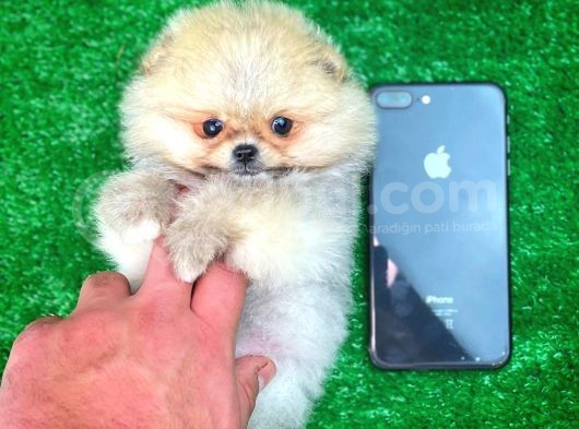 Safkan T-Cup Teddybear Ayı Surat Pomeranian Oğlumuz Paku görsel