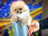 Safkan T-Cup Teddybear Ayı Surat Pomeranian Oğlumuz Paku