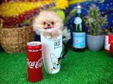 Safkan T-Cup Teddybear Ayı Surat Pomeranian Oğlumuz Paku