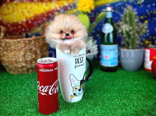 Safkan T-Cup Teddybear Ayı Surat Pomeranian Oğlumuz Paku görsel