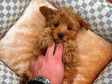 Toy Poodle Safkan Yavru Oğlumuz Çokomel