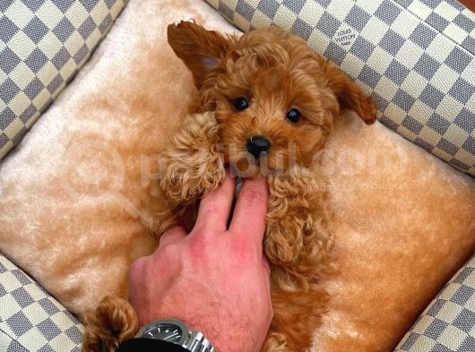 Toy Poodle Safkan Yavru Oğlumuz Çokomel görsel
