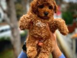 Toy Poodle Safkan Yavru Oğlumuz Çokomel