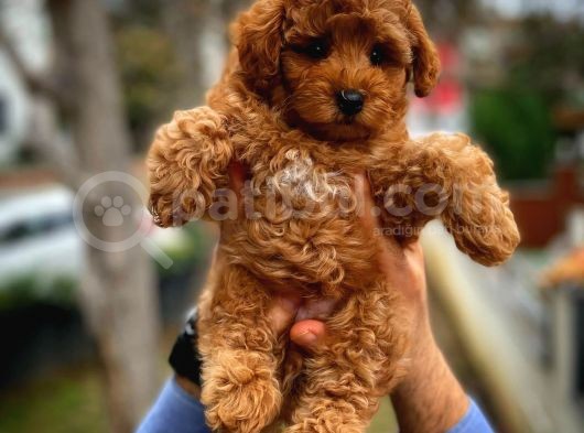 Toy Poodle Safkan Yavru Oğlumuz Çokomel görsel