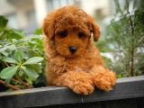 Toy Poodle Safkan Yavru Oğlumuz Çokomel