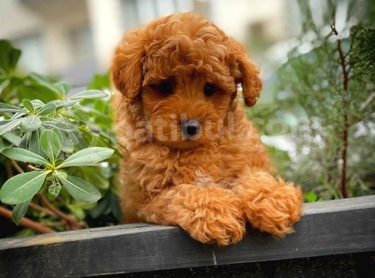 Toy Poodle Safkan Yavru Oğlumuz Çokomel görsel