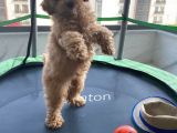 Toy Poodle Safkan Yavru Oğlumuz Çokomel