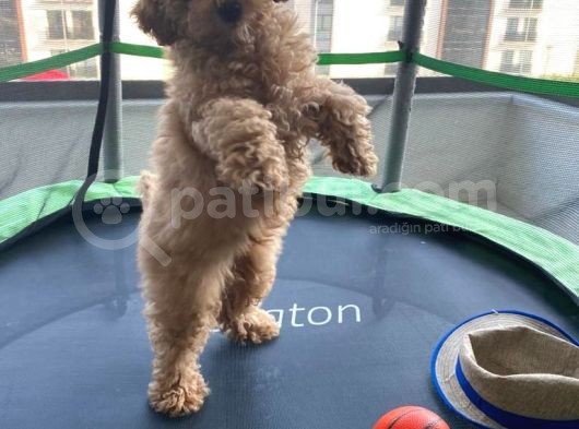 Toy Poodle Safkan Yavru Oğlumuz Çokomel görsel