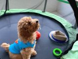 Toy Poodle Safkan Yavru Oğlumuz Çokomel
