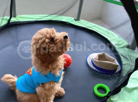 Toy Poodle Safkan Yavru Oğlumuz Çokomel görsel
